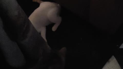 Kitties playing