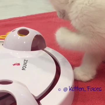 Curiosos gatitos fascinados con un nuevo juguete para gatos