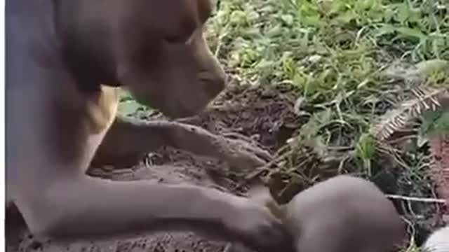 pitbull playing with a ferret