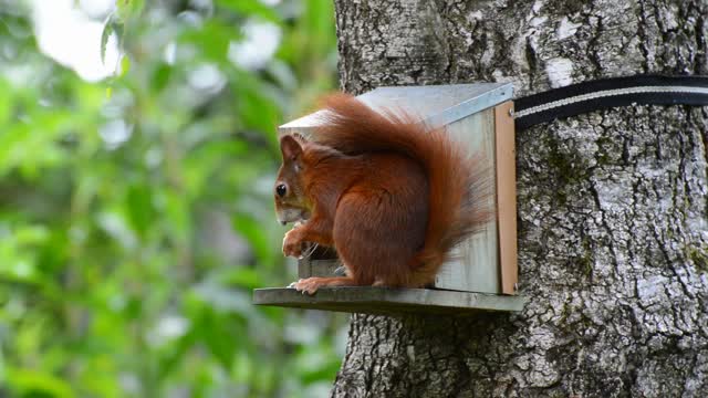 Little Squirrel Eating|