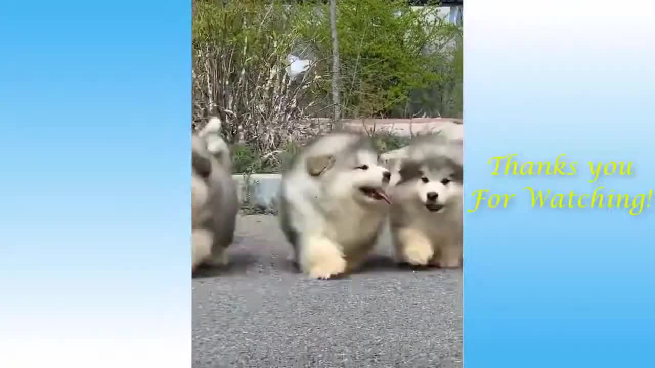 Videos of funny animals 2021