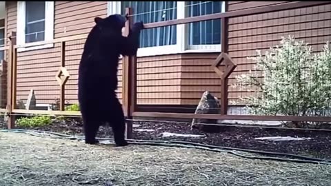 He stuck it in the cage🐈🐈‍⬛️🐕🤣😁