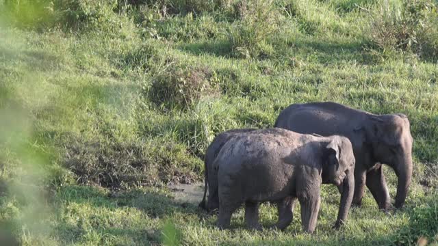 Mother Elephant love for her daughter Elephant