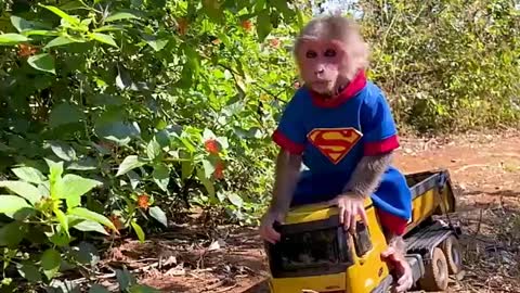 Funny Small Monkey Video