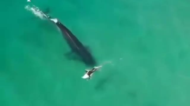 Surfing With The Surfers