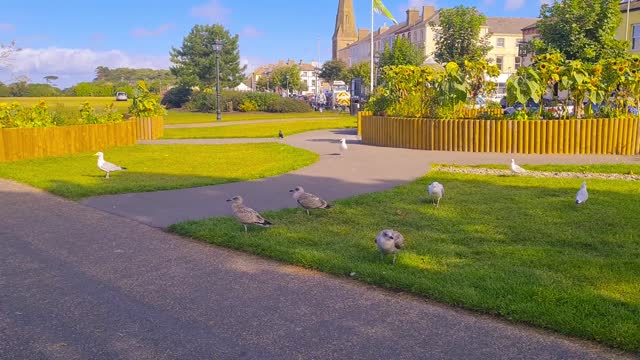 Feeding the seagulls at Silloth-on-Solway