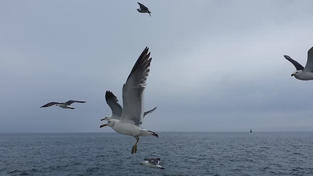Seagulls on the sea