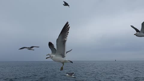 Seagulls on the sea