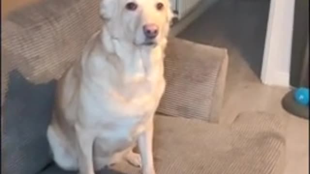 The excited dog runs in the snow, and immediately returns inside