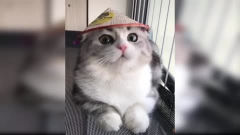Baby cats funny videos