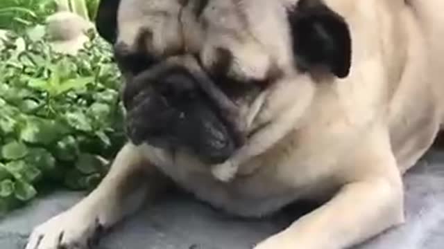 Beautiful puppy Funny puppy Cute cat lovely cat