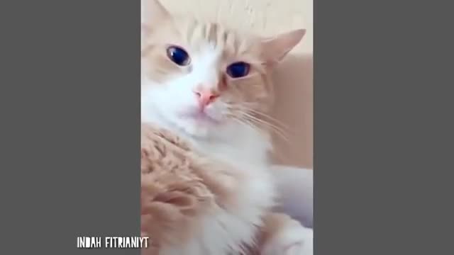 Videos of funny cats to laugh a lot