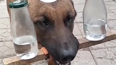 Funny dog video