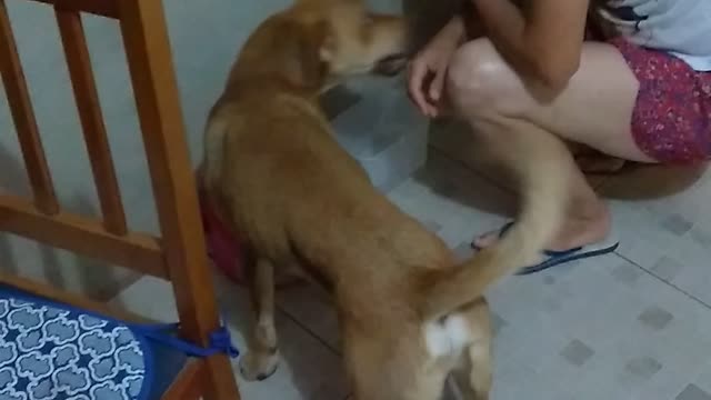 Dog Begging for Food