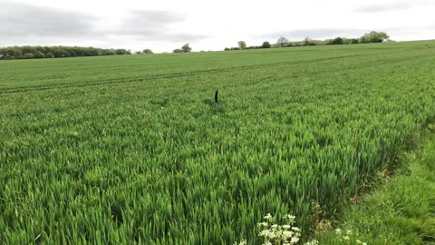 TWO DOGS HAVING A BLAST RUNNING THROUGH A FIELD