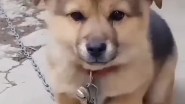 Funny dog video