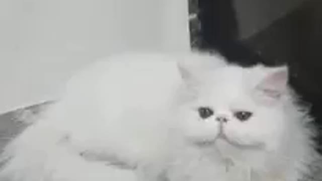 World Very Famous Peke Nose Persian Cat