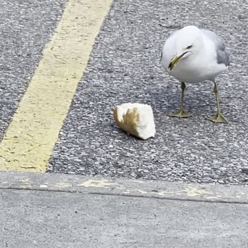 A seagull does it