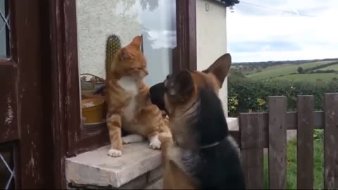 Funniest Animals New Funny Cats and Dogs Videos - Ep.14