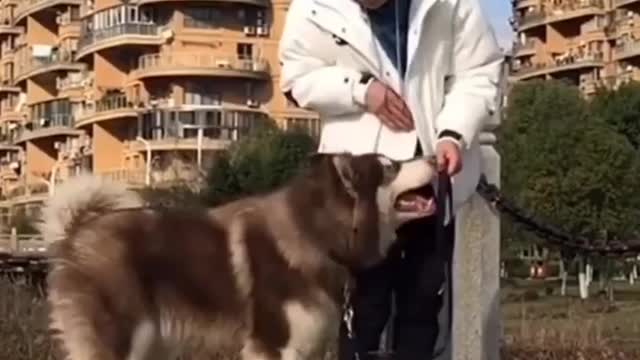 please don't abandon your dog