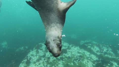 seal in the sea