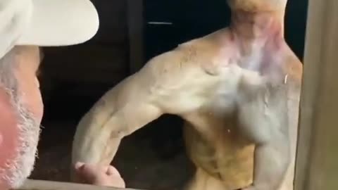 The Muscled Kangaroo.