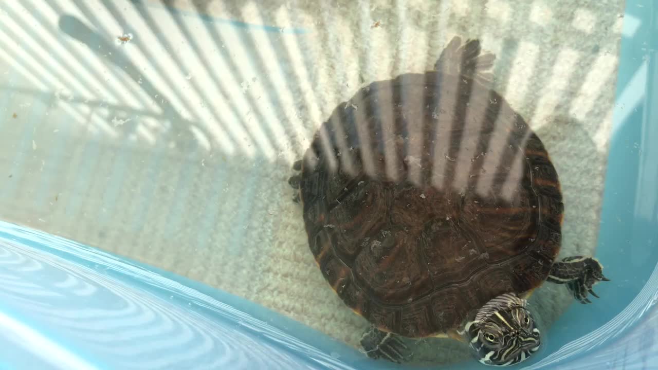 meet a turtle
