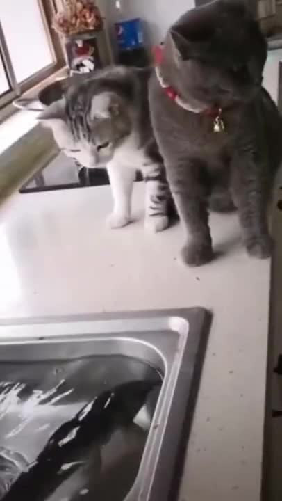 THE FUNNIEST ANIMALS #shorts