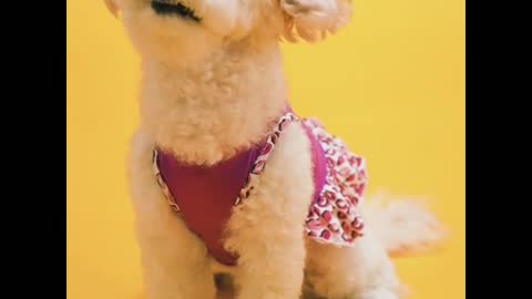 Cute cute and cute most funny puppy🐩🐕🐩🐕🐩🐩🐩🐕🐕🐕