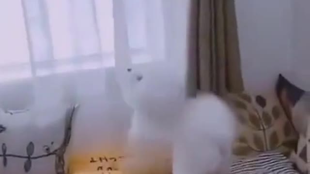 Funny Dog Comedy