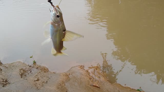 pescaria de MANDI no Rio Jatobá