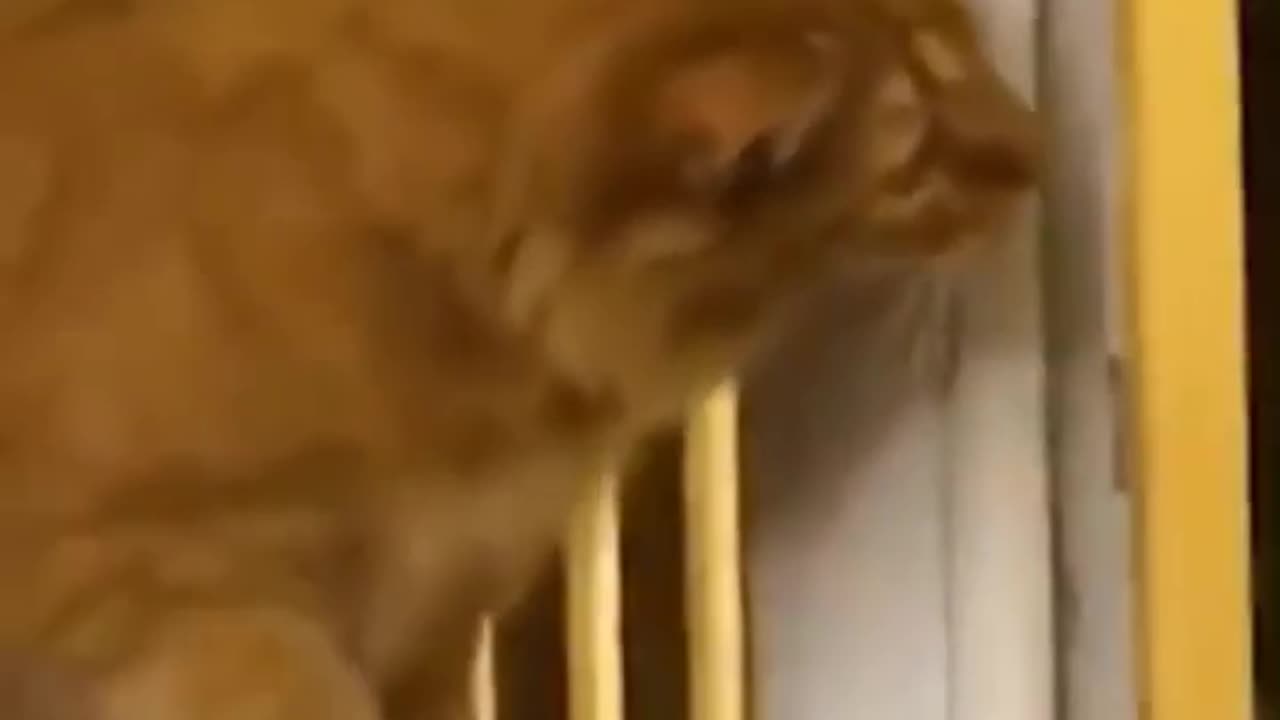 New Funny Cats and Dogs Videos ｜ Funniest Animal Videos 2023 ｜ FUNNY CAT VIDEO ｜ FUNNY DOG VIDEO #68