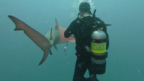 Fun With Lemon Sharks