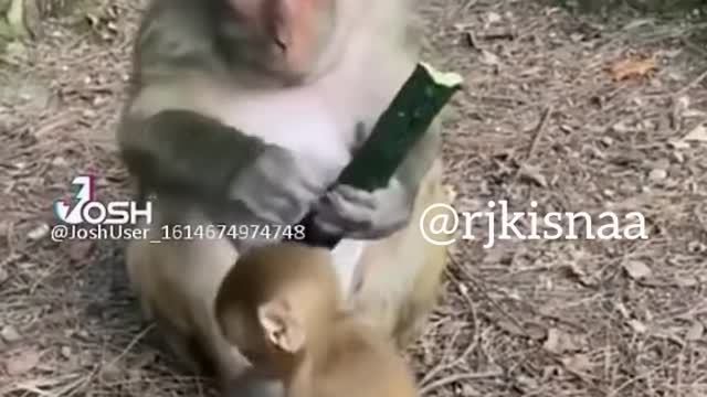 Monkey Funny Video 2022