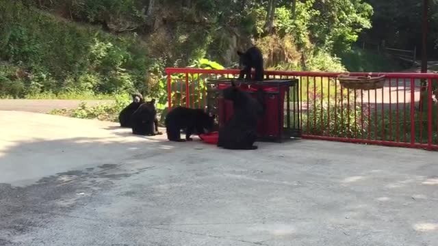 Park Ranger Taunts Bear, Gets Chased