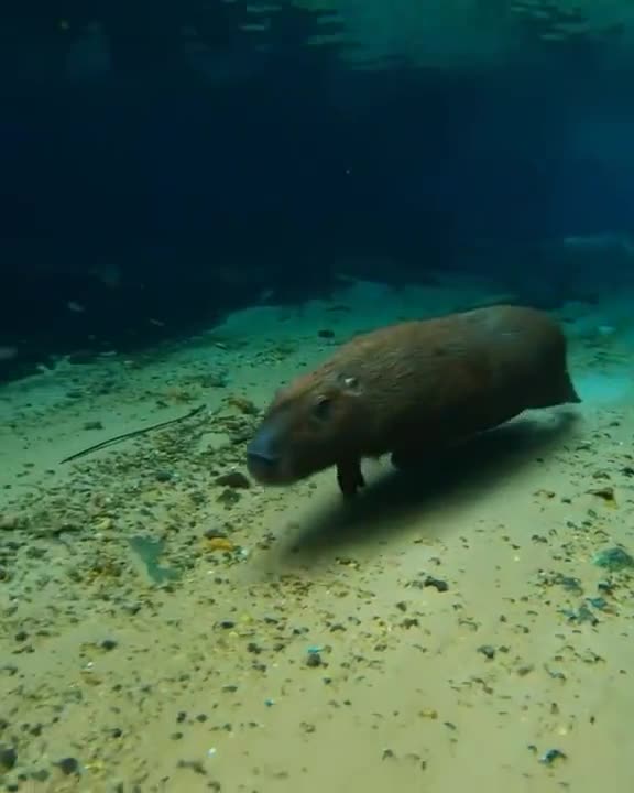 Really cool footage of a capybara running underwater.