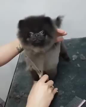 A DANCING DOG TO MUSIC WHILE GETTING A HAIRCUT