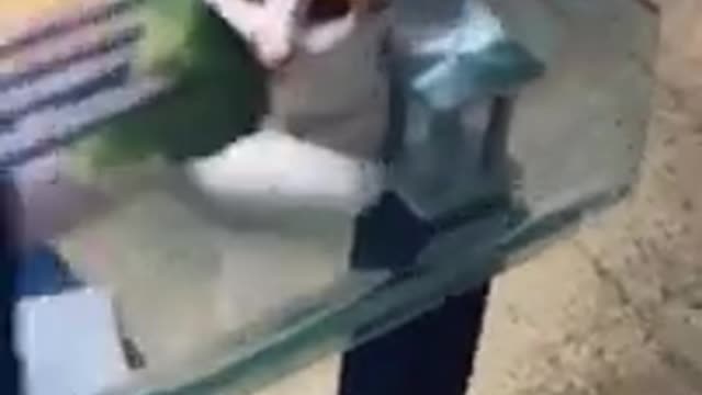 cats funny reaction, like a food he smell