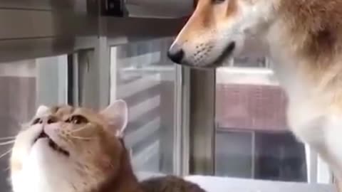 Angry cat And dog