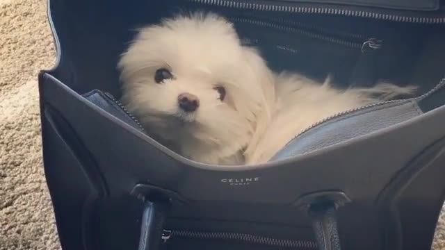 White dog pops head up from black celine bag