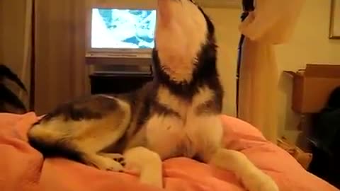 Husky Dog Talking Won’t believe what he says 🥺