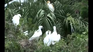 Young Cattle Egrets