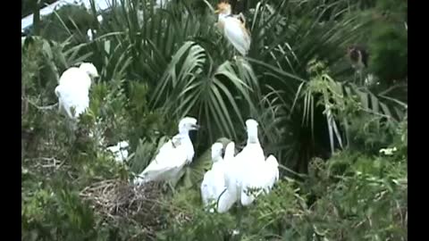 Young Cattle Egrets