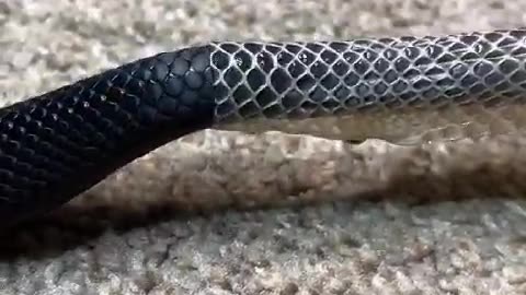 satisfying Snake skin removal