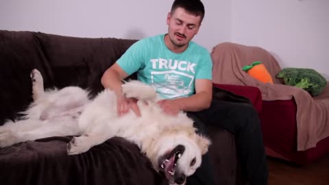 My Funny Dog Reacts When I Blow on His Ear