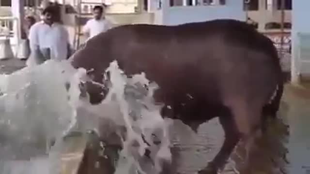 Uff Ye Garmi M Thanday Pani Ka Maza 🤩🤩 Must Watch ❤❤