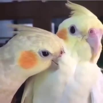 A pair of cocktail birds exchanging flirtation and love in a very beautiful way
