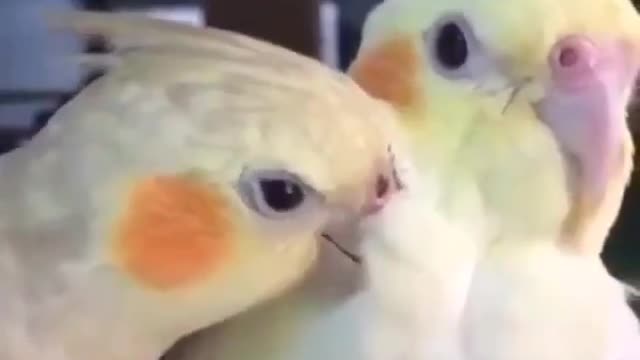 A pair of cocktail birds exchanging flirtation and love in a very beautiful way