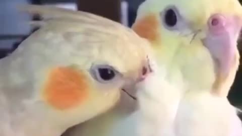 A pair of cocktail birds exchanging flirtation and love in a very beautiful way