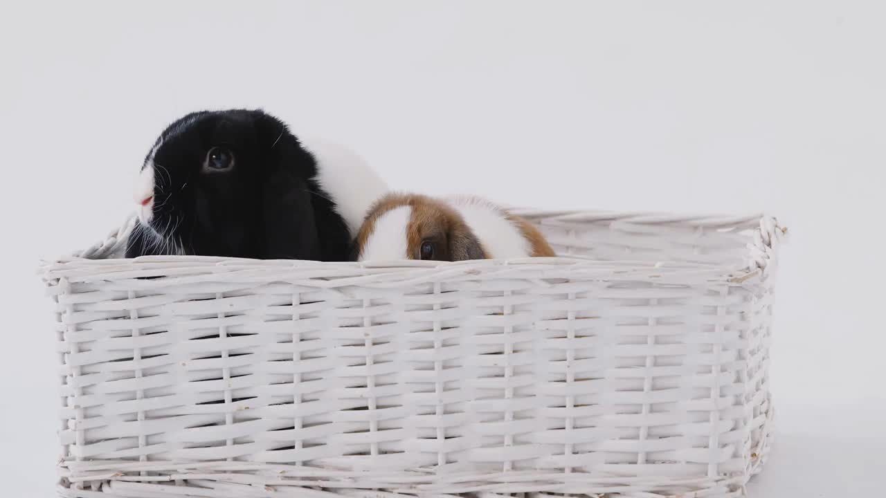 Studio Shot Of Two Miniature Flop Eared Rabbits Sitting In Basket Bed Together On White Background